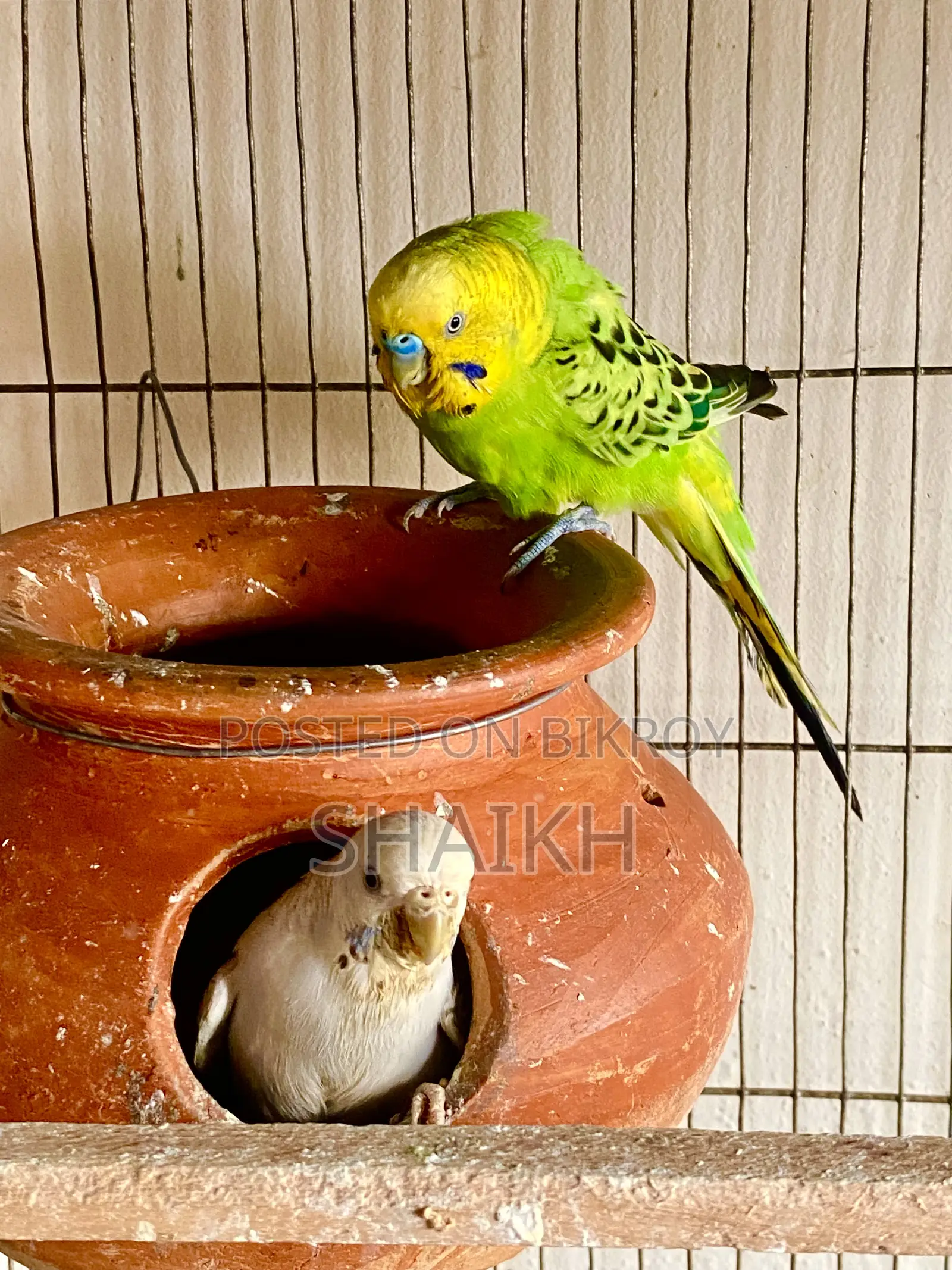 Master Breeding Pair With 5 Babies