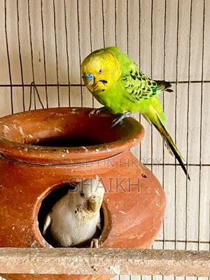 Master Breeding Pair With 5 Babies