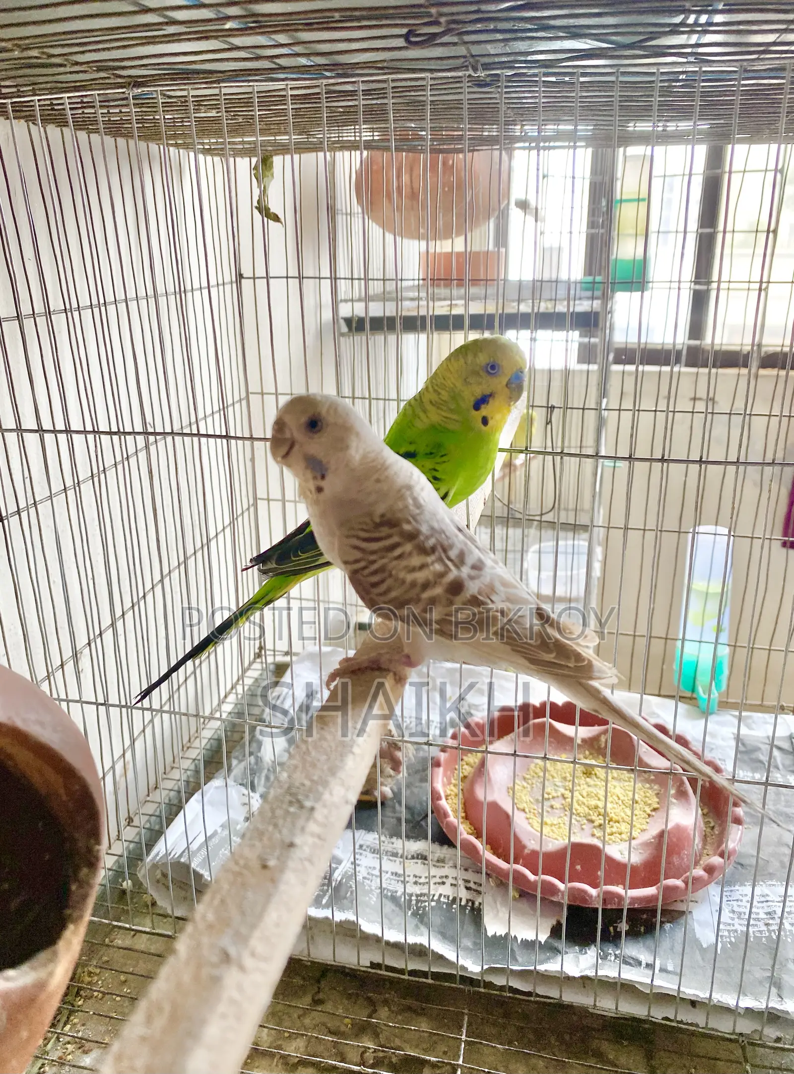 Master Breeding Pair With 5 Babies