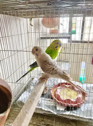 Master Breeding Pair With 5 Babies