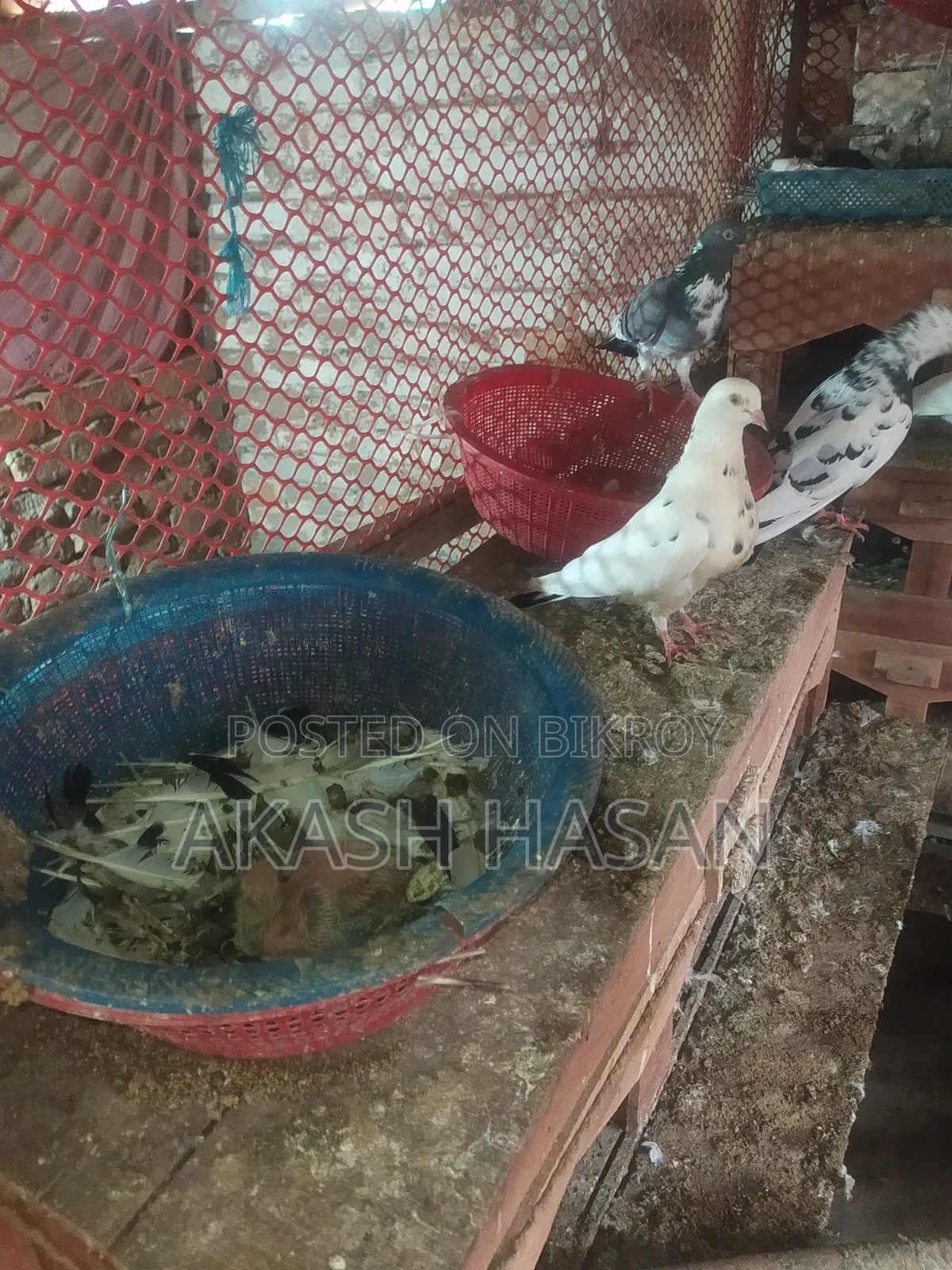 Giribuj-Mukki-Siraji
