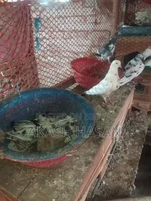 Giribuj-Mukki-Siraji