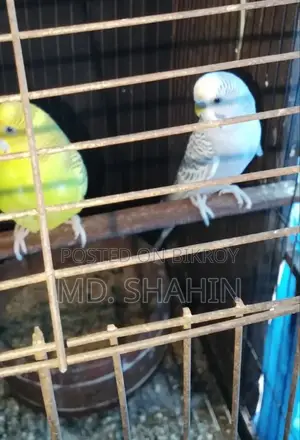 ১ জোড়া বাজিগর পাখি বিক্রি করা হবে