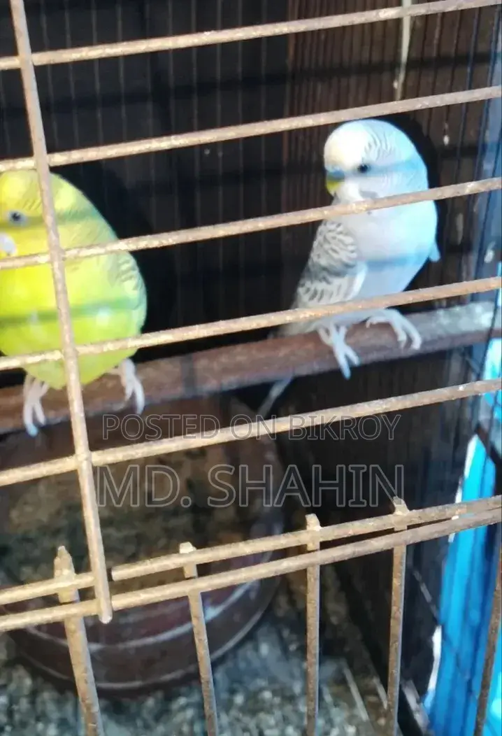 ১ জোড়া বাজিগর পাখি বিক্রি করা হবে