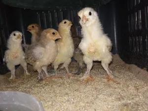 Brahma Chicken Chicks (6 pieces)
