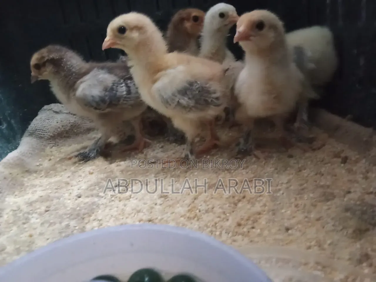 Brahma Chicken Chicks (6 pieces)