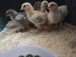 Brahma Chicken Chicks (6 pieces)