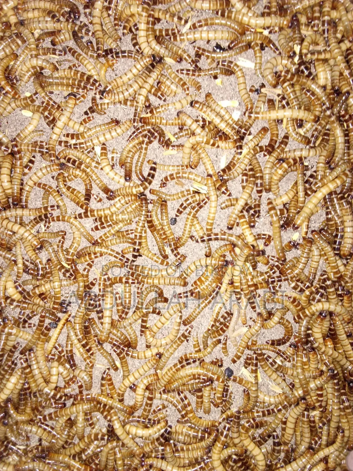 Beetle Mother/Larva (100 pieces)