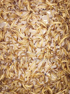 Beetle Mother/Larva (100 pieces)