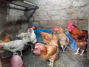 Tiger Chicken