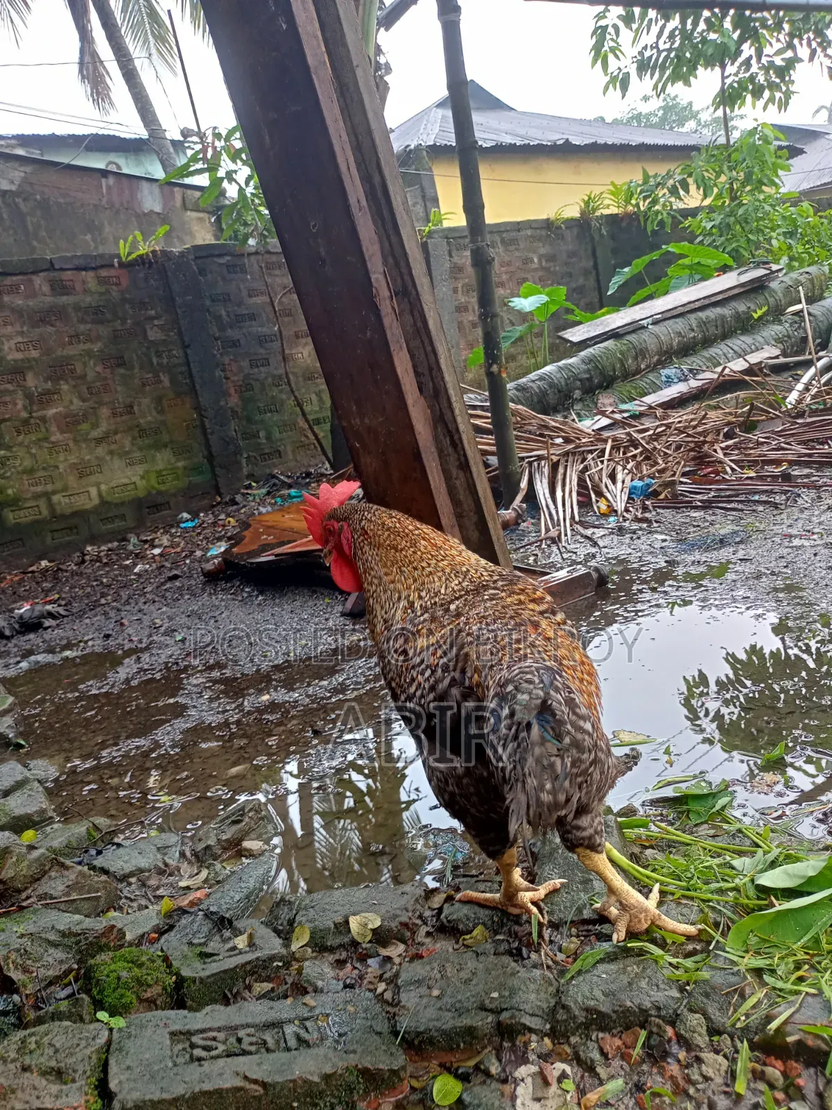 Tiger Chicken