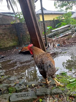 Tiger Chicken
