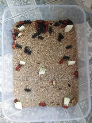 Beetle Mother/Larva (100 pieces)