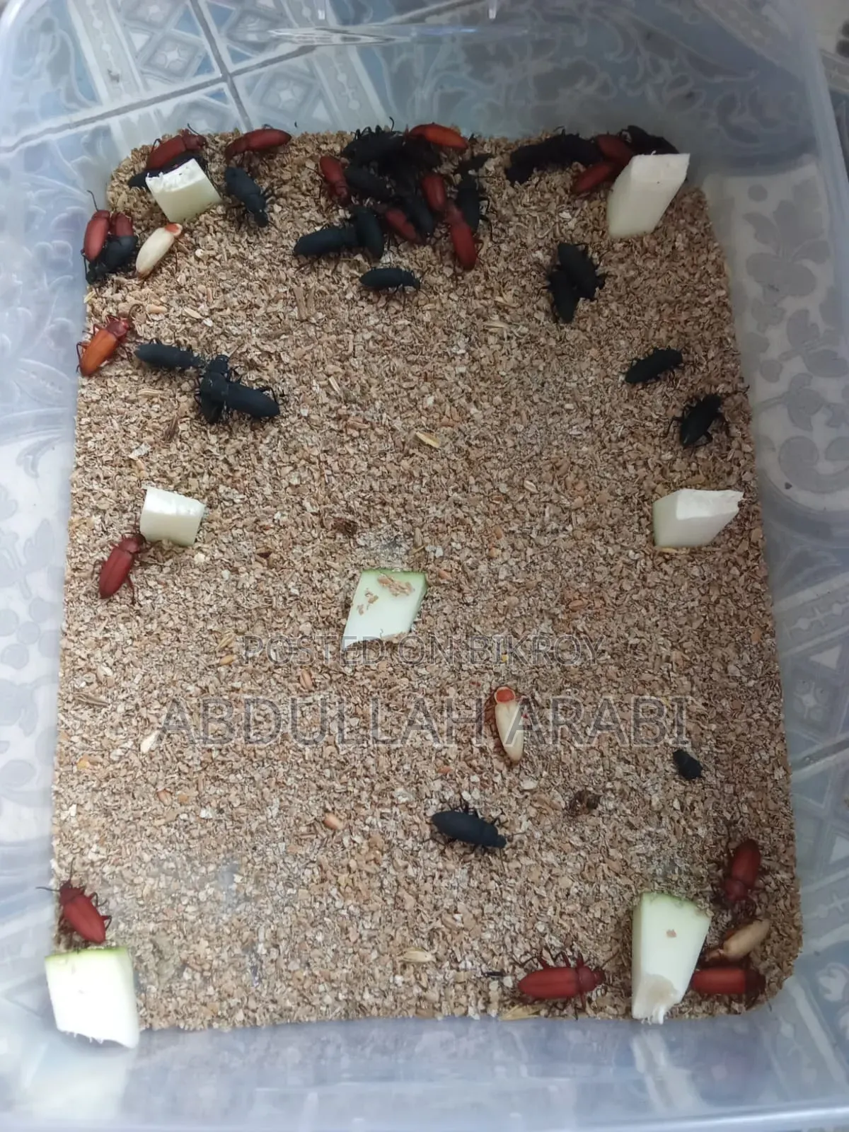 Beetle Mother/Larva (100 pieces)