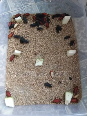 Beetle Mother/Larva (100 pieces)