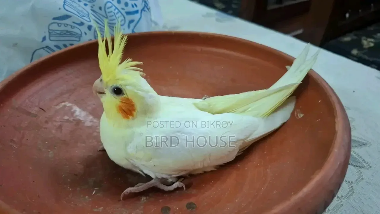 Lutino Cockatiel Baby