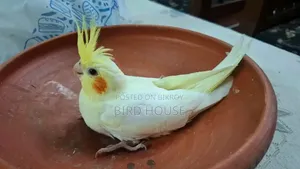 Lutino Cockatiel Baby