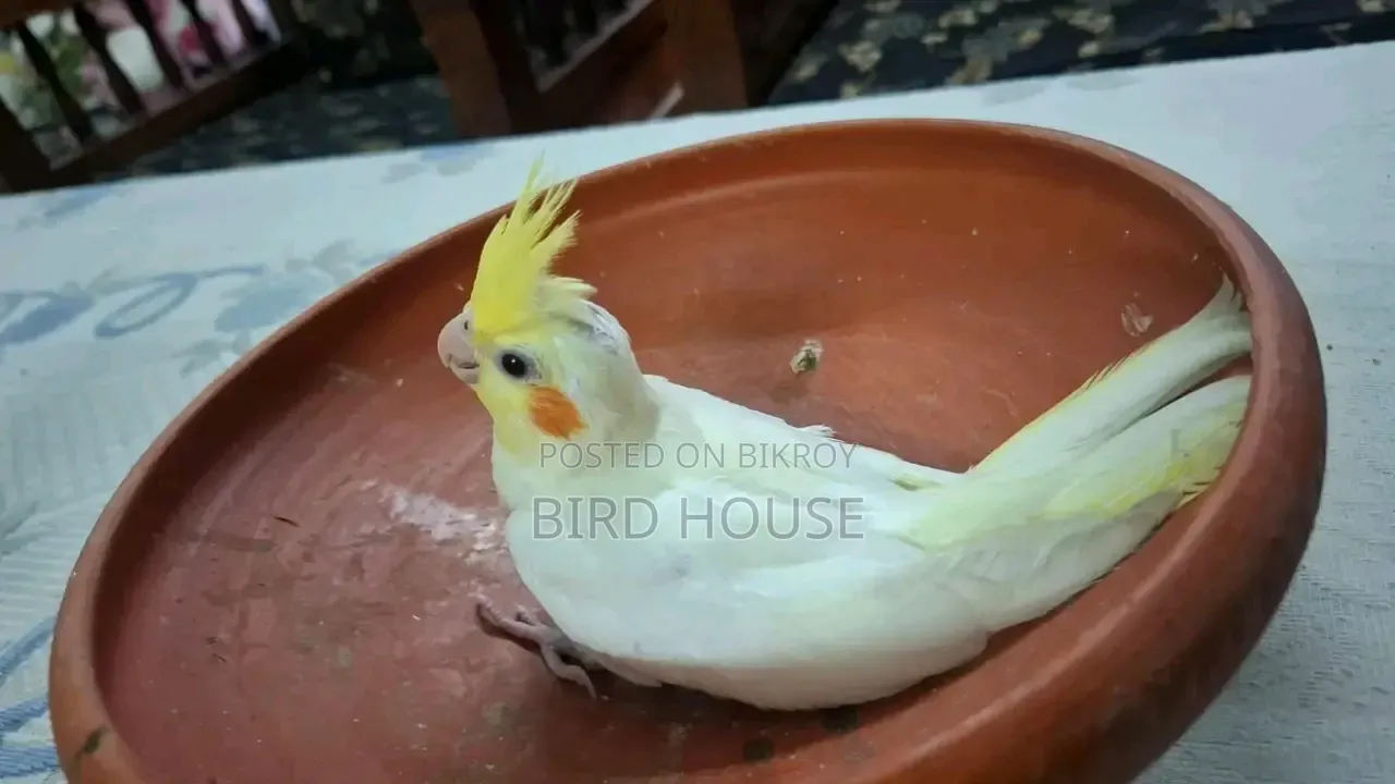 Lutino Cockatiel Baby