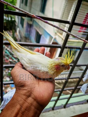 Lutino Cockatiel Baby