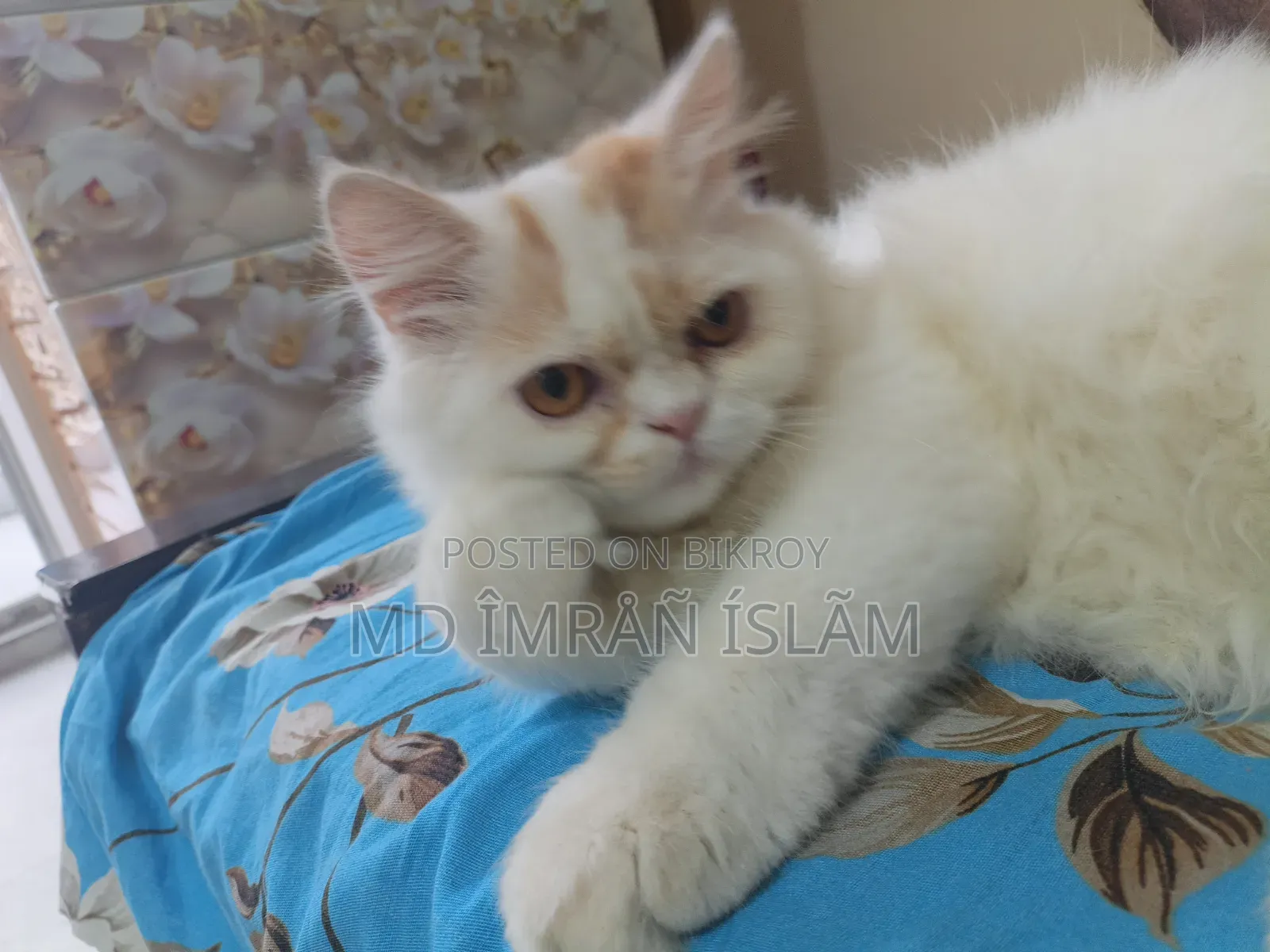 1+ year Female Purebred Persian