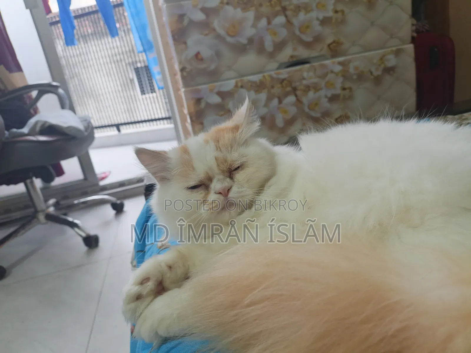 1+ year Female Purebred Persian
