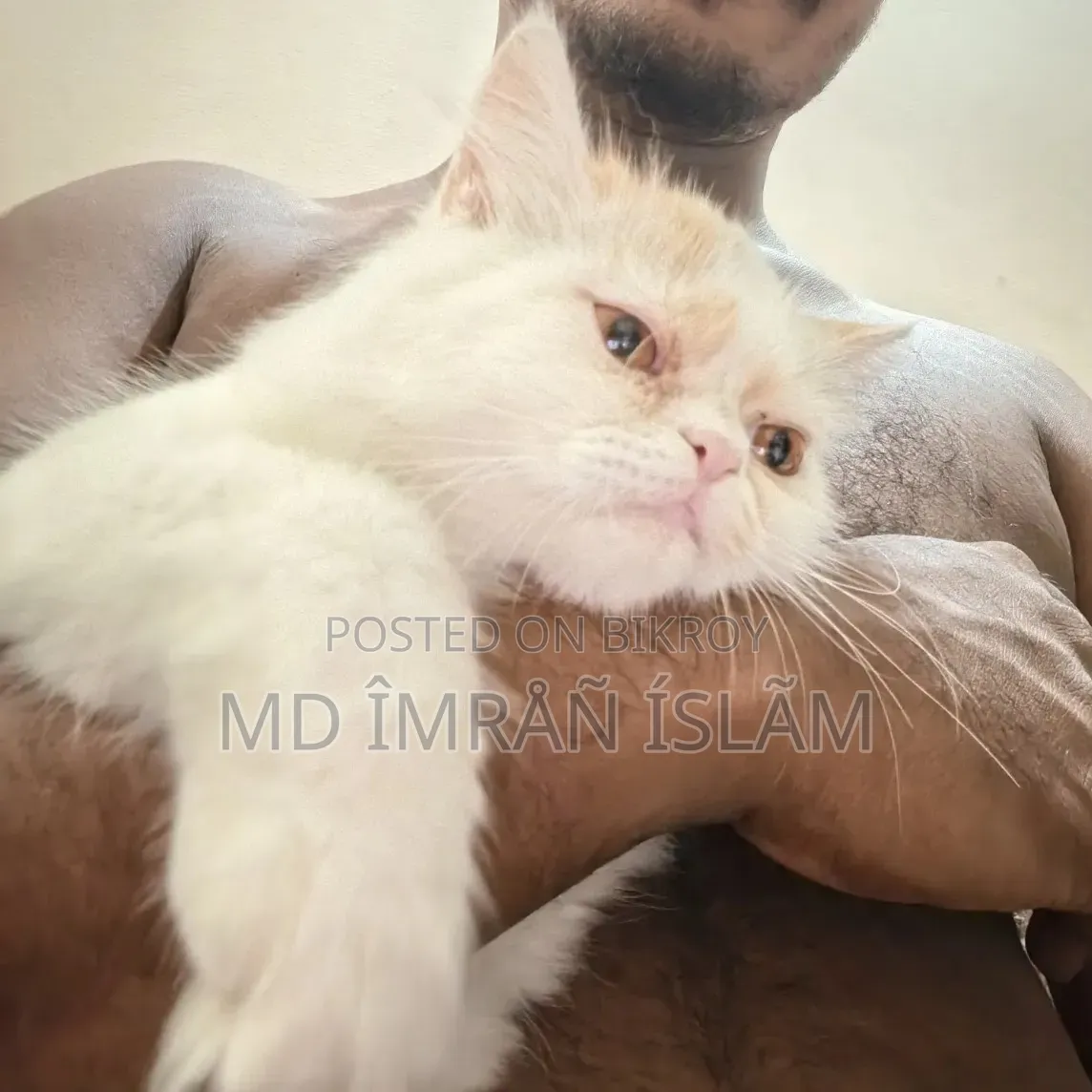 1+ year Female Purebred Persian