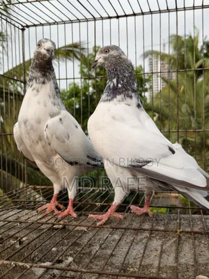 গিরিবাজ কবুতর