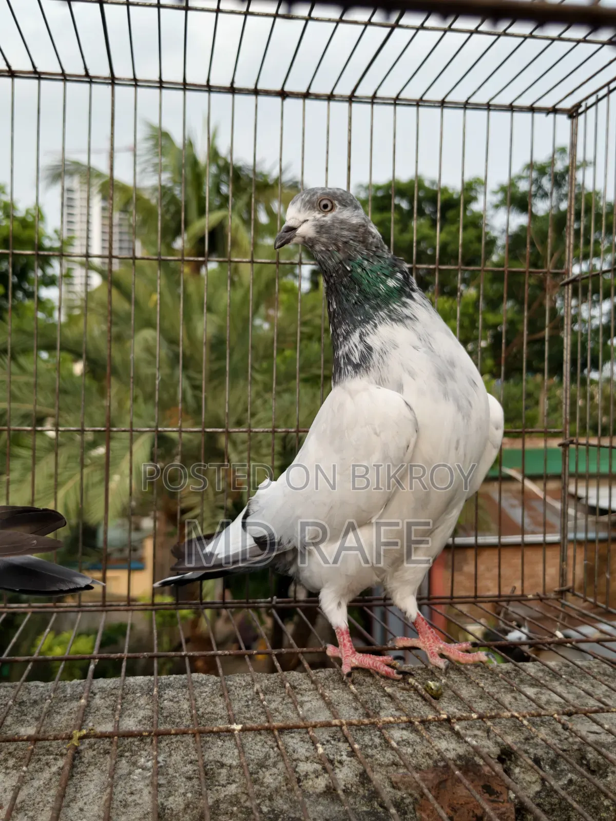 গিরিবাজ কবুতর