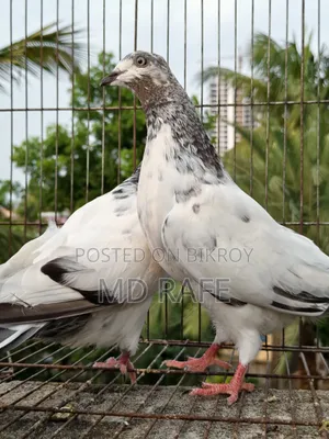 গিরিবাজ কবুতর