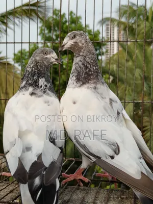 গিরিবাজ কবুতর