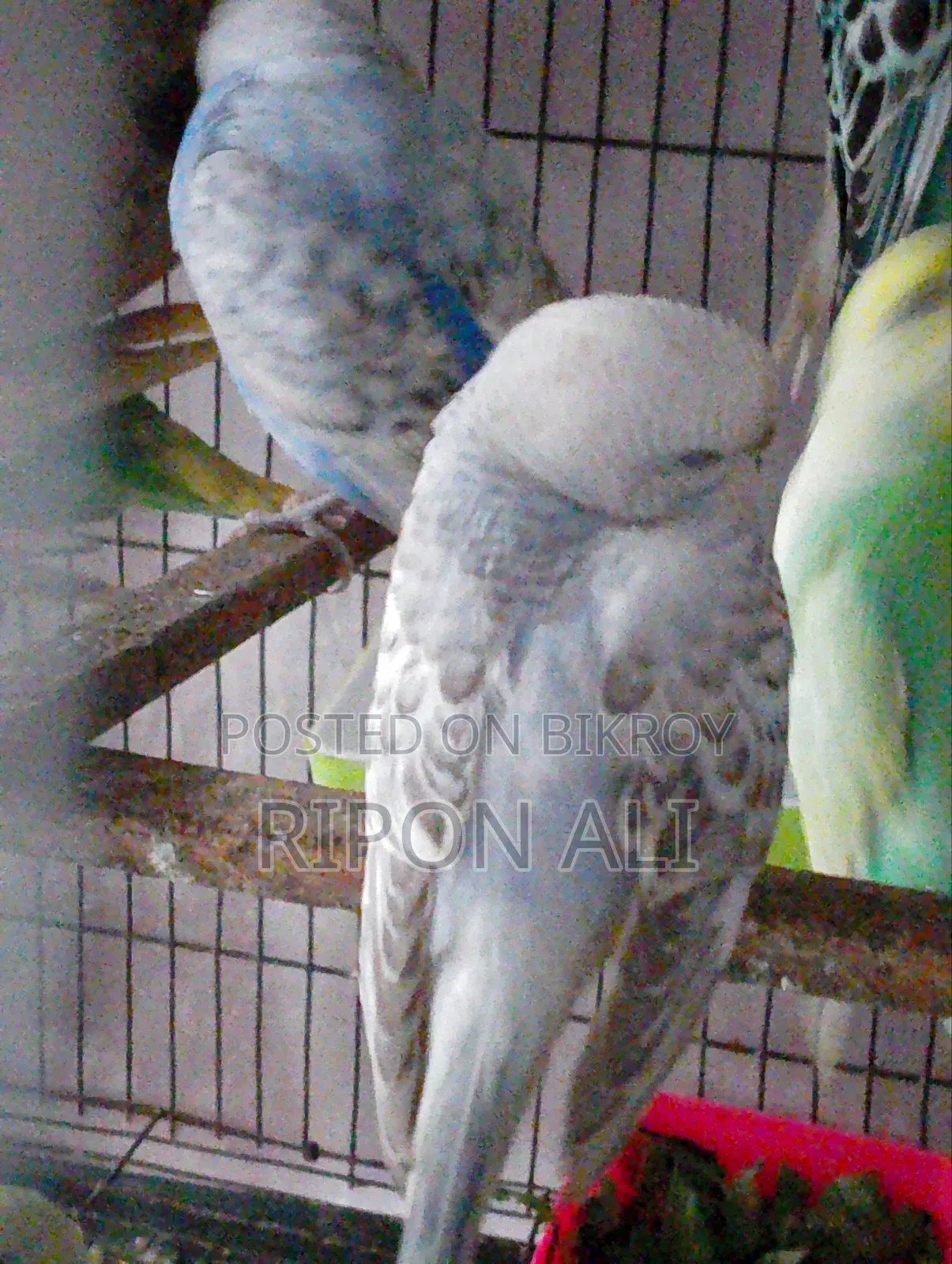 5 Pieces Budgie