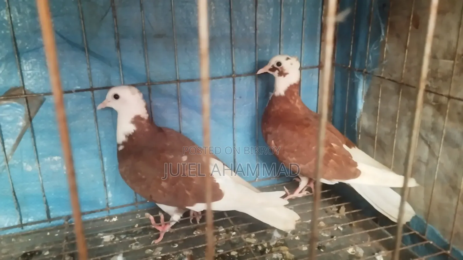 Rajgolla Baby Pair