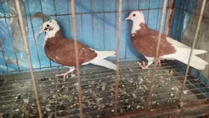 Rajgolla Baby Pair