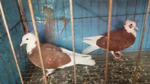 Rajgolla Baby Pair