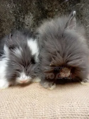 Exhibition Angora Rabbit High Quality