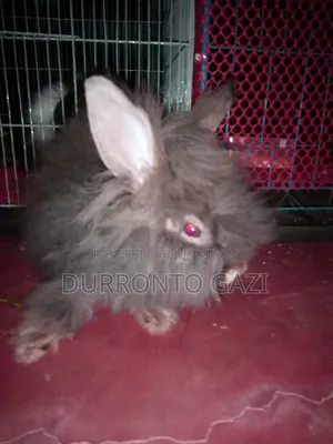 Exhibition Angora Rabbit High Quality