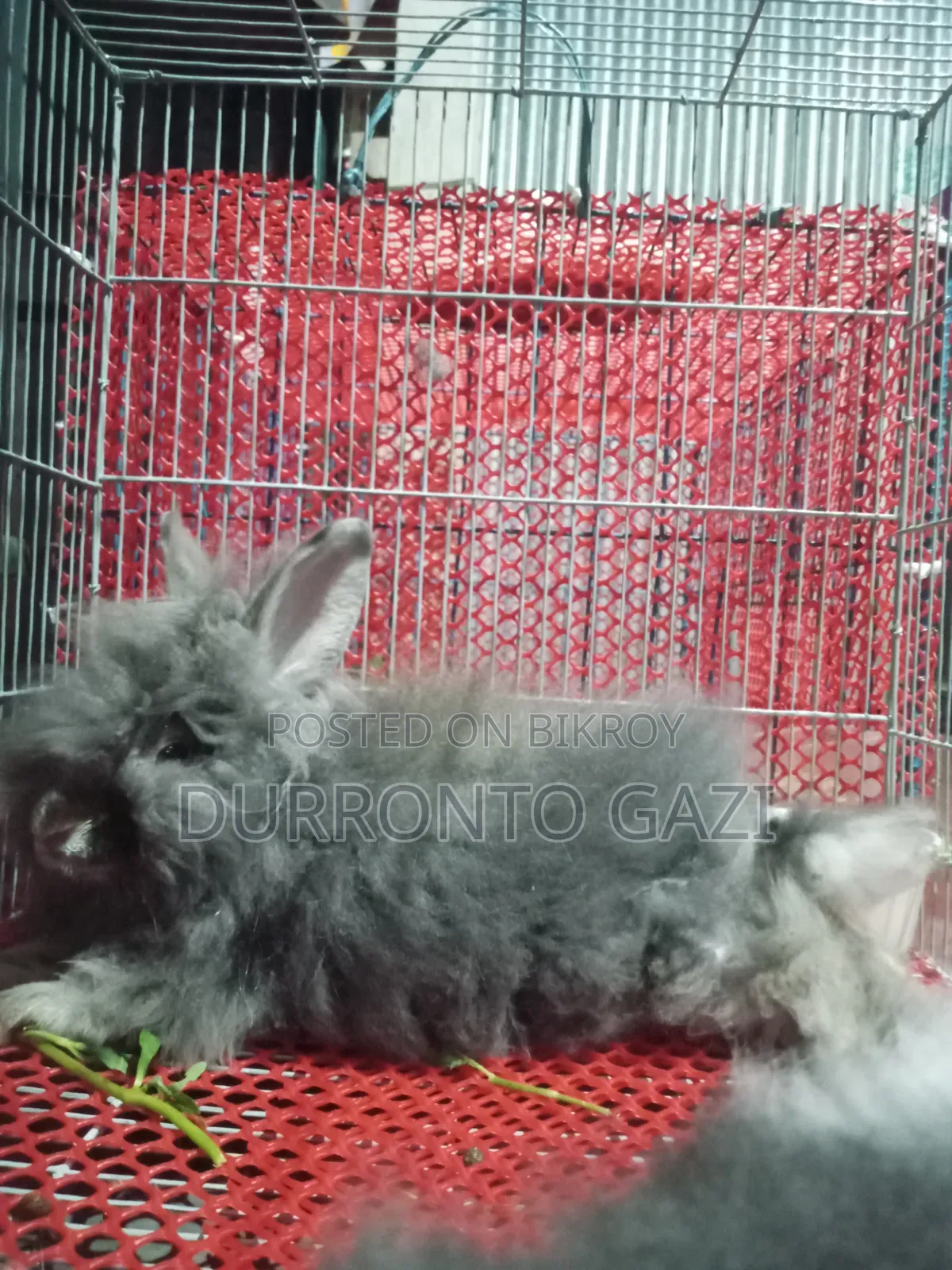 Exhibition Angora Rabbit High Quality