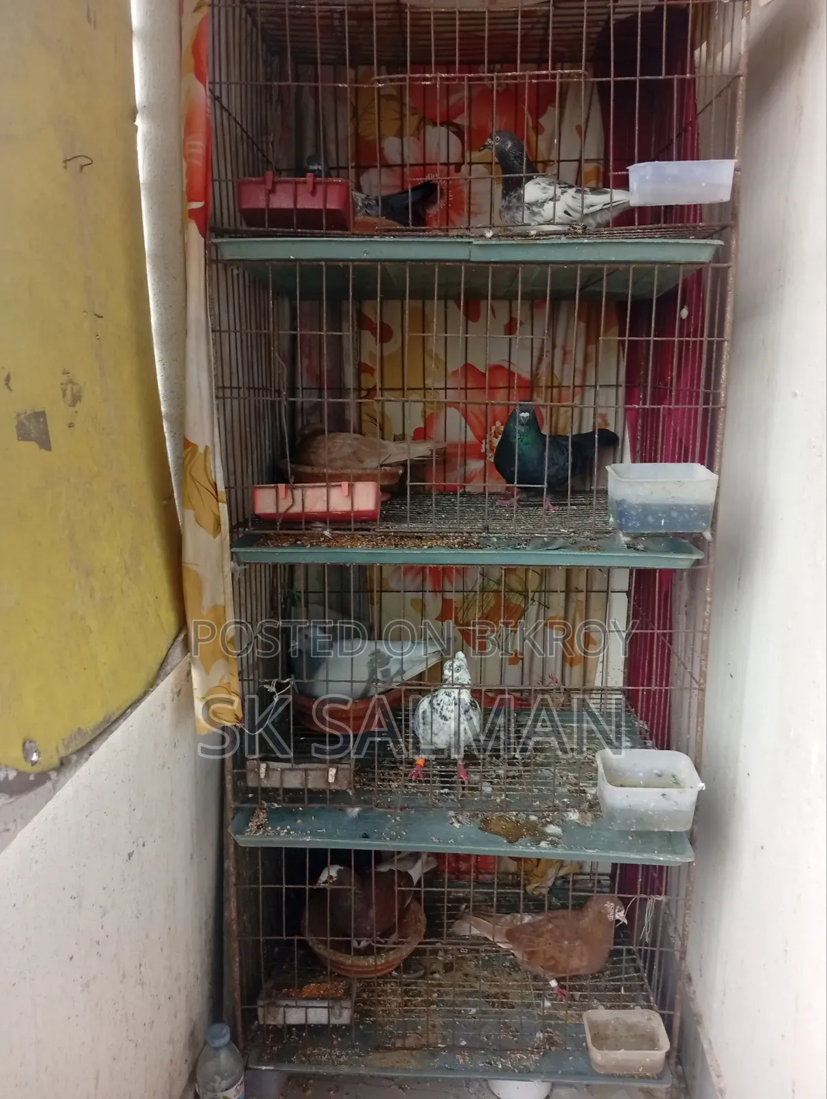 Pigeons for sale, check description for price