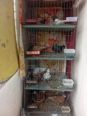 Pigeons for sale, check description for price