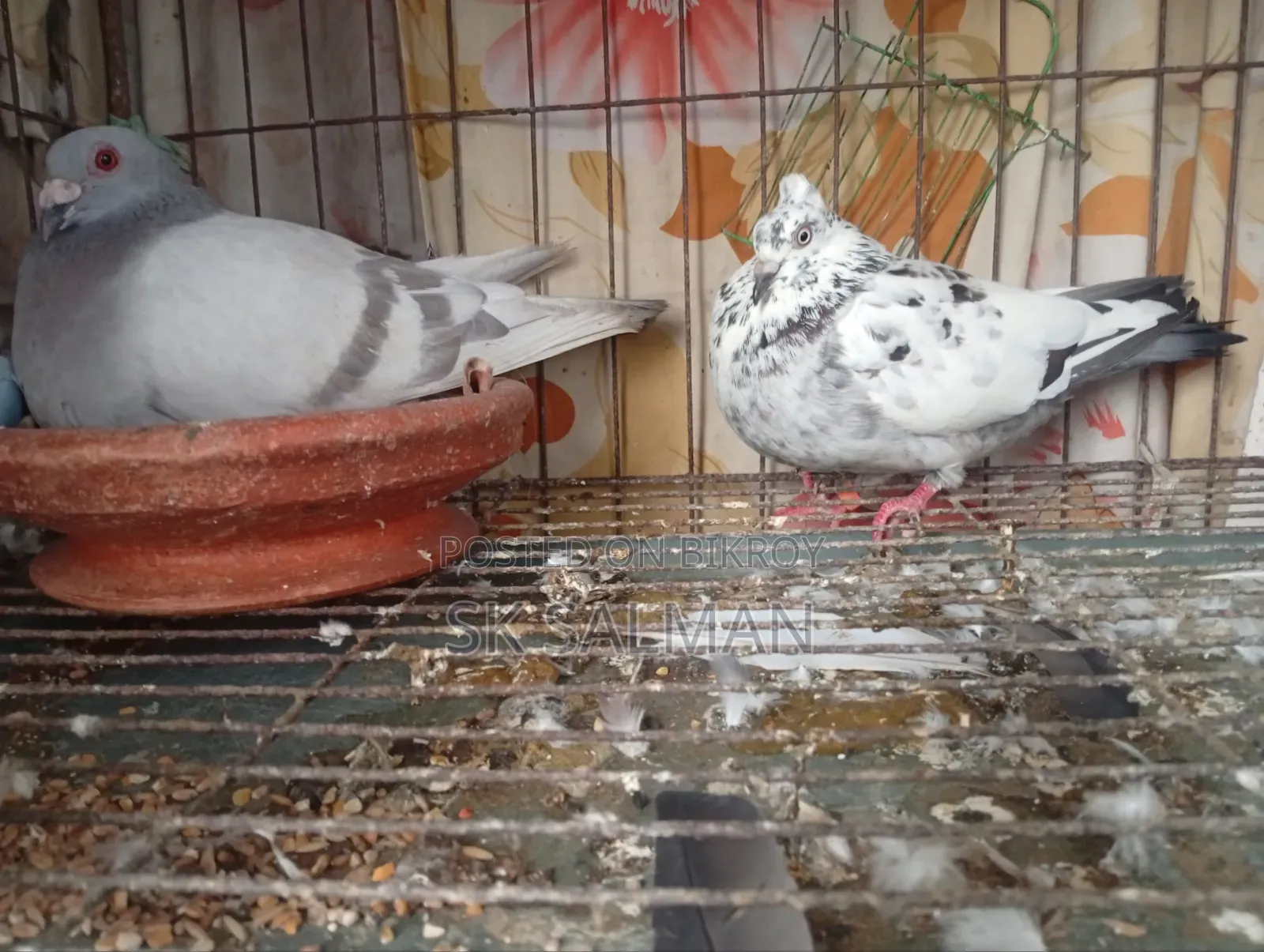 Pigeons for sale, check description for price