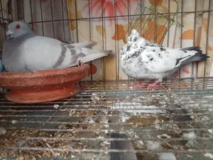 Pigeons for sale, check description for price