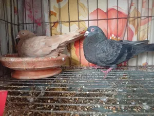 Pigeons for sale, check description for price