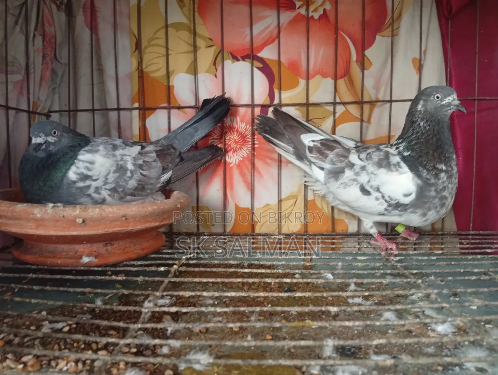 Pigeons for sale, check description for price