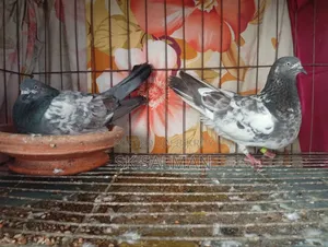 Pigeons for sale, check description for price