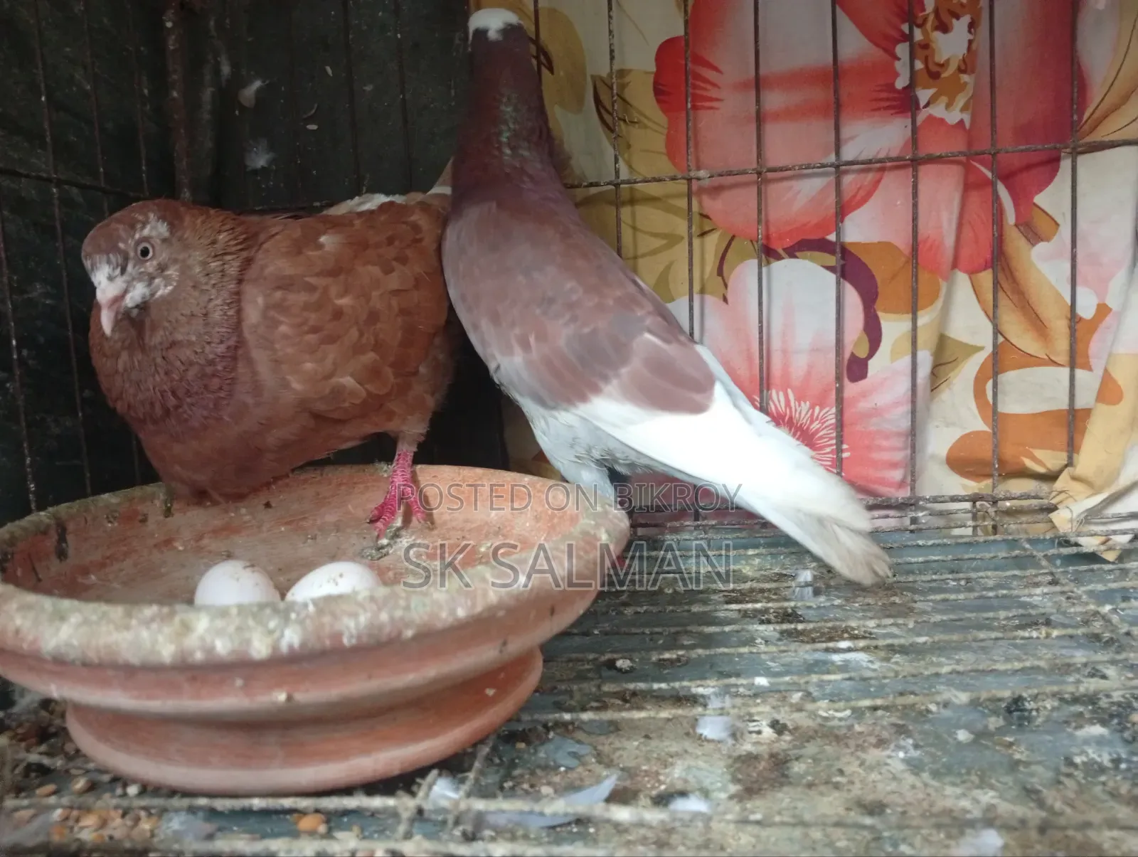Pigeons for sale, check description for price
