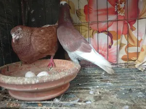Pigeons for sale, check description for price