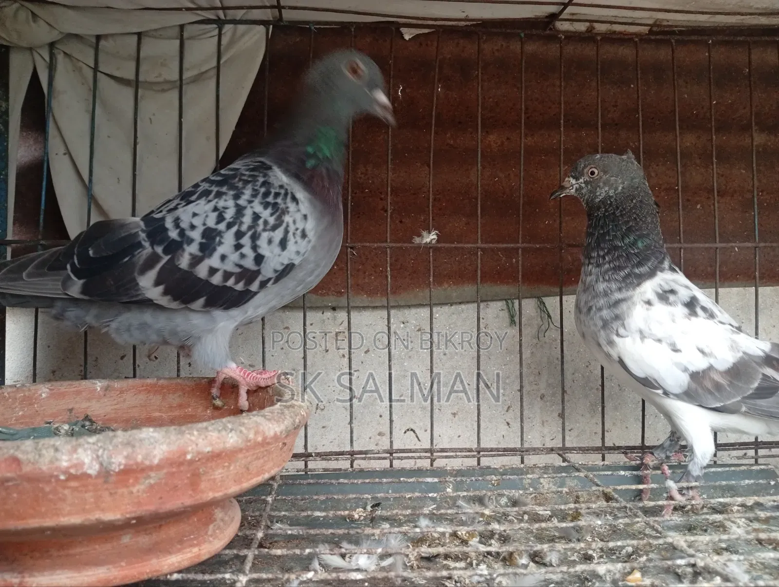 Pigeons for sale, check description for price