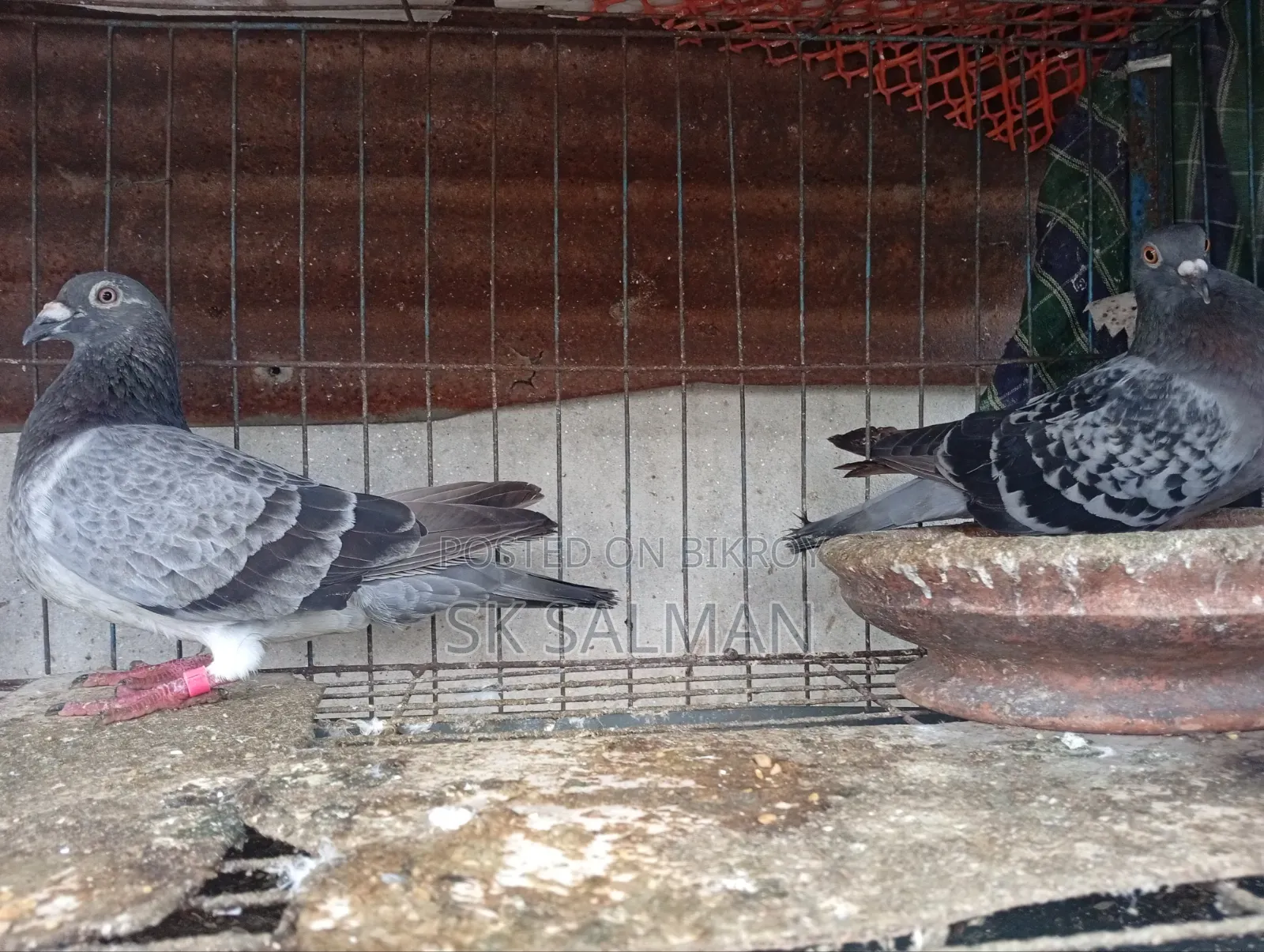 Pigeons for sale, check description for price