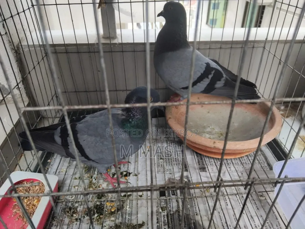 Pair of pigeons for sale