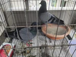 Pair of pigeons for sale